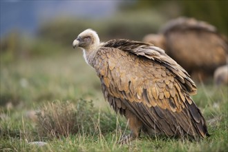 Griffon Vulture (Gyps fulvus) sitting on a meadow in autumn, Pyrenees, Catalonia, Spain, Europe