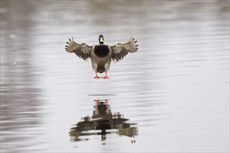 Wild duck (Anas platyrhynchos) male landing in a lake, Bavaria, Germany, Europe