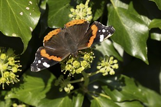 Red admiral butterfly (Vanessa atalanta) adult insect feeding on a garden Ivy (Hedera helix) plant