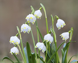 Spring snowdrop (Leucojum vernum), March snowdrop, March bell, large snowdrop. Amaryllis family