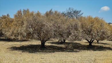 Burnt trees in a meadow under a clear sky, landscape characterised by drought and summer, forest