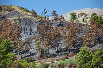 Burnt trees cover a hillside in the middle of nature, forest fires, summer 2023, forest fire