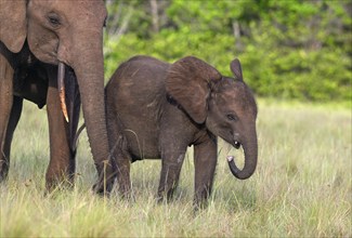 African forest elephants (Loxodonta cyclotis) in a clearing in Loango National Park, Parc National