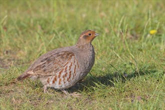 Gray partridge (Perdix perdix), standing in a meadow, wildlife, Ziggsee, Lake Neusiedl-Seewinkel