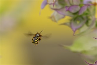 Bee (Apiformes) flying near petals of clary (Salvia sclarea), Ternitz, Lower Austria, Austria,