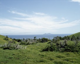 Evergreen trees growing in grassy field in summer, Havre-aux-Maisons, Magdalen Islands, Quebec,