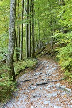 Hiking trail on the shore of Lake Königssee, Berchtesgaden National Park, Berchtesgadener Land,