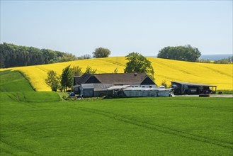 Landscape with farm and green and yellow crops in Sjörup, Ystad Municipality, Skåne County, Sweden,