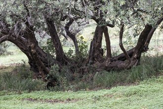 Olive trees (Olea europaea), Sicily, Italy, Europe