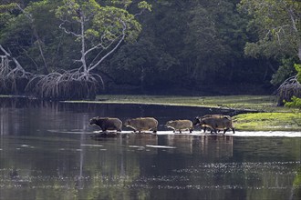 Red buffalo or forest buffalo (Syncerus nanus) crossing a river, Loango National Park, Parc