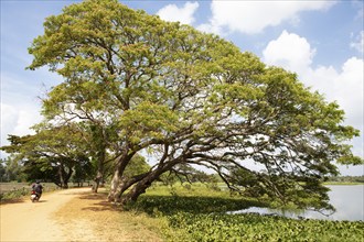 Moped riding on a sandy track at the Debara Wewa reservoir, Tissamaharama, Southern Province, Sri