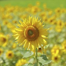 Sunflower (Helianthus annuus), flower in a sunflower field, Hesse, Germany, Europe