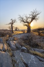 African baobab (Adansonia digitata), several trees at sunrise, sun star, Kubu Island (Lekubu), Sowa