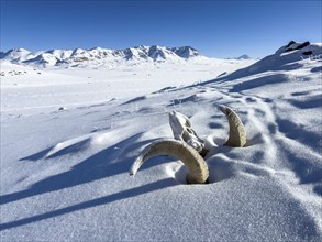 Skull of a Marco Polo sheep (Ovis ammon polii), Pamir-Argali, Pamir wild sheep, Pamir plateau,