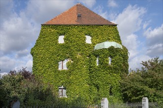 Villa overgrown with Wild Vine (Parthenocissus tricuspidata), Löpsinger Graben, Nördlingen,