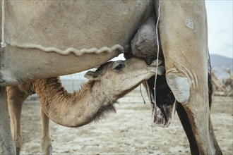 Young camel (Camelus dromedarius) suckling on its mother's udder, Dhofar, Oman, Asia