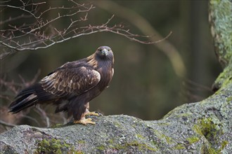 Golden eagle on a tree (Aquila chrysaetos) Bavaria, Germany, Europe