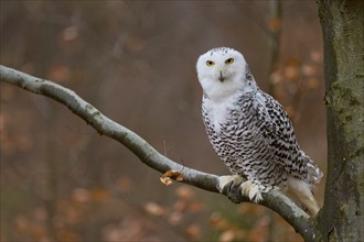 Snowy owl on branch (Bubo scandiacus) captive, Czech Republic, Europe