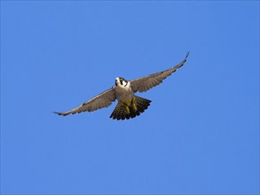 Peregrine Falcon (Falco peregrinus), adult male bird in flight, set against a blue sky, Hesse,