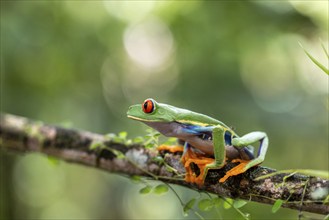 Red-eyed tree frog (Agalychnis callidryas), frogs (Rana), Alajuela, Costa Rica, Central America