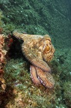 Octopus, Common Octopus (Octopus vulgaris), wriggling over the steeply sloping seabed, dive site