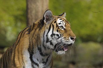 A focussed tiger looks attentively to the side, Siberian tiger (Panthera tigris altaica), captive,