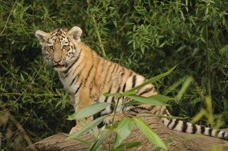 A tiger cub sitting on a tree trunk surrounded by bamboo, Siberian tiger (Panthera tigris altaica),