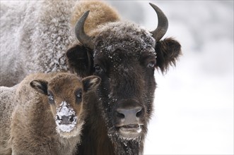 Bison with young animal in the snow, both with frosty fur, bison (Bos bonasus), Bavarian Forest