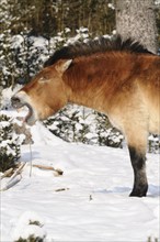 Przewalski's horse yawning in the snowy forest, showing teeth, natural environment, Przewalski's