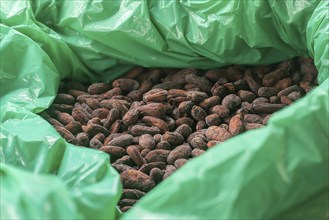 Cocoa cones in a bag, cocoa (Theobroma cacao), Costa Rica, Central America