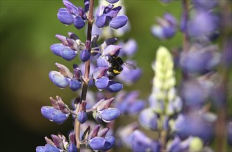 Garden bumblebee on lupins, Schleswig-Holstein, Germany, Europe