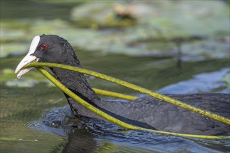 Eurasian burbot (Fulica atra) bringing a water lily to its nest. Bas Rhin, Alsace, France, Europe