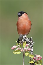 Eurasian bullfinch (Pyrrhula pyrrhula) male sitting on a branch with apple blossoms (Malus