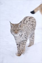 Eurasian lynx (Lynx lynx) walking in the snow in winter, Bavaria, Germany, Europe