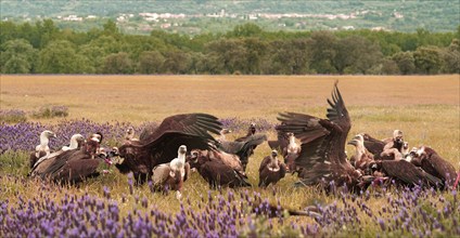 Cinereous vulture (Aegypius monachus) and griffon vulture (Gyps fulvus) at Luderplatz, Castilla y