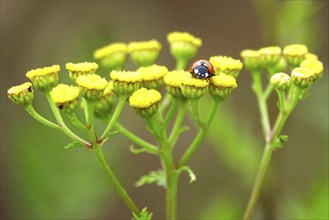 Ladybird (Coccinellidae), July, Germany, Europe