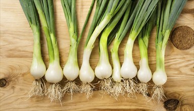 Vegetable, spring onion or spring onion, also known as winter onion, Allium fistulosum