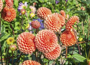 Flowering Dahlias (Dahlia), variety Cornel Bronze in the Dahlia Farm in Löderup, Ystad