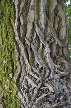 Bark of a black poplar (Populus nigra), close up, Bayer, Germany, Europe