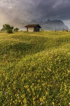 Flower meadow in the morning light in front of steep mountains, cloudy mood, mountain flowers,