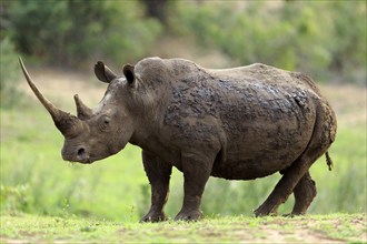 White rhino, white rhino (Ceratotherium simum), adult feeding, Hluhluwe Umfolozi National Park,