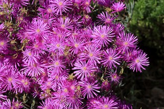 Midday flower (Delosperma), flower, in bloom, Kirstenbosch Botanical Gardens, Cape Town, South