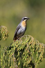 Cossypha caffra, adult, on bush, vigilant, Protea, Kirstenbosch Botanical Gardens, Cape Town, South