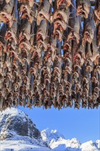 Dried fish, skrei, traditional fishing, A i Lofoten, Moskenesoya, Lofoten, Norway, Europe