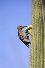 Gila woodpecker (Melanerpes uropygialis), adult, male, on Saguaro cactus flower, foraging, Sonoran