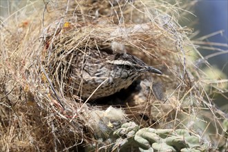 Cactus wren (Campylorhynchus brunneicapillus), adult, on cactus, in nest, looking out of nest,