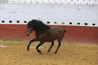 Andalusian horse, jumping, arena