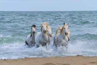 White Camargue horses galloping through the surf on the beach, dynamic and powerful scene,