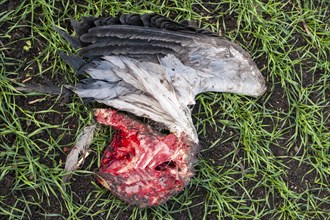 Crane (Grus grus), carcass lying in a field, Thuringia, Germany, Europe