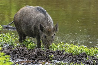 Wild boar (Sus scrofa) sow foraging by digging its snout in the mud on muddy river bank, riverbank